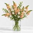 British Grown Soft Apricot Snapdragon & White Campanula Flower Box
