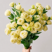 UK Grown Cream Lisianthus