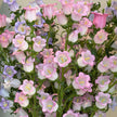 British Mixed Pastel Campanula Stems