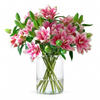 UK Grown Pollen-Free Pink Rose Lily ‘Samantha’