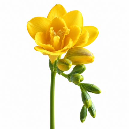 Yellow Freesia - 50 Stems