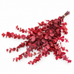 Red Preserved Eucalyptus Bunch
