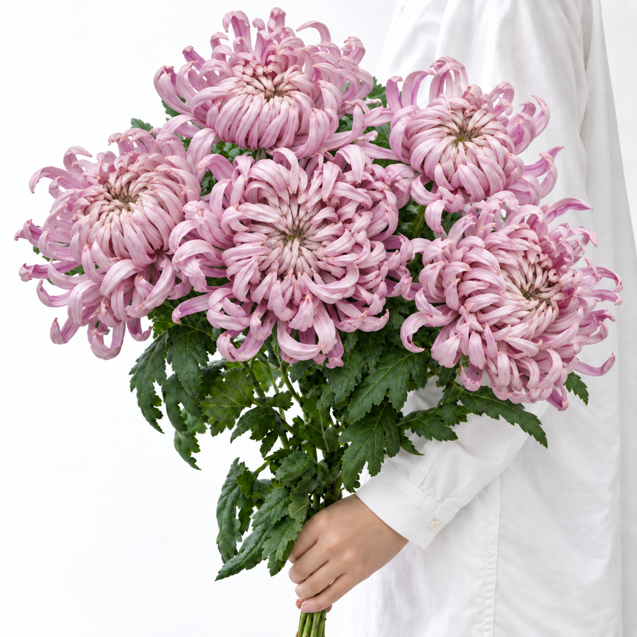 Blush Pink Vienna Chrysanthemums