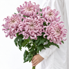Blush Pink Vienna Chrysanthemums