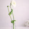 Colourful Ranunculus