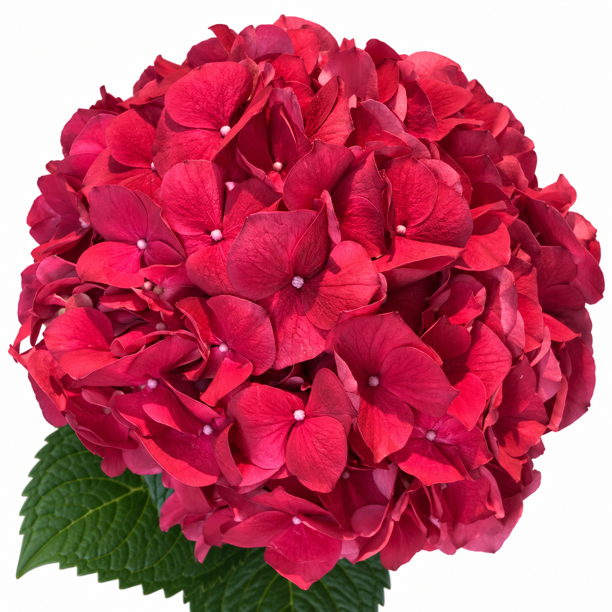 Ruby Red Hydrangea Flowers