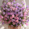 British Mixed Bright Campanula Stems