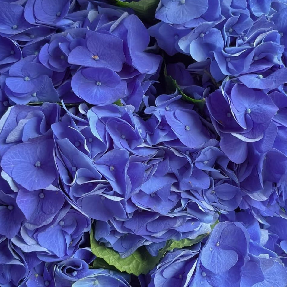 Sapphire Blue Hydrangea