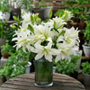 UK Grown Pollen-Free White Rose Lily ‘Aisha’