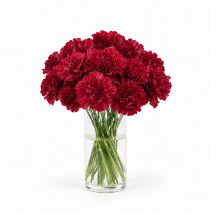 Carnations - Burgundy