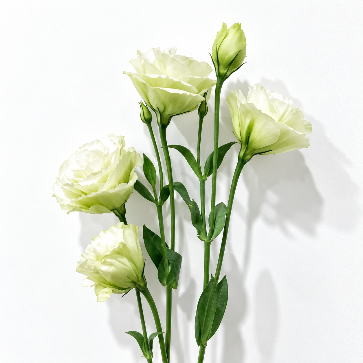 UK Grown Green Jade Lisianthus