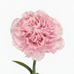 The Carnation Posy