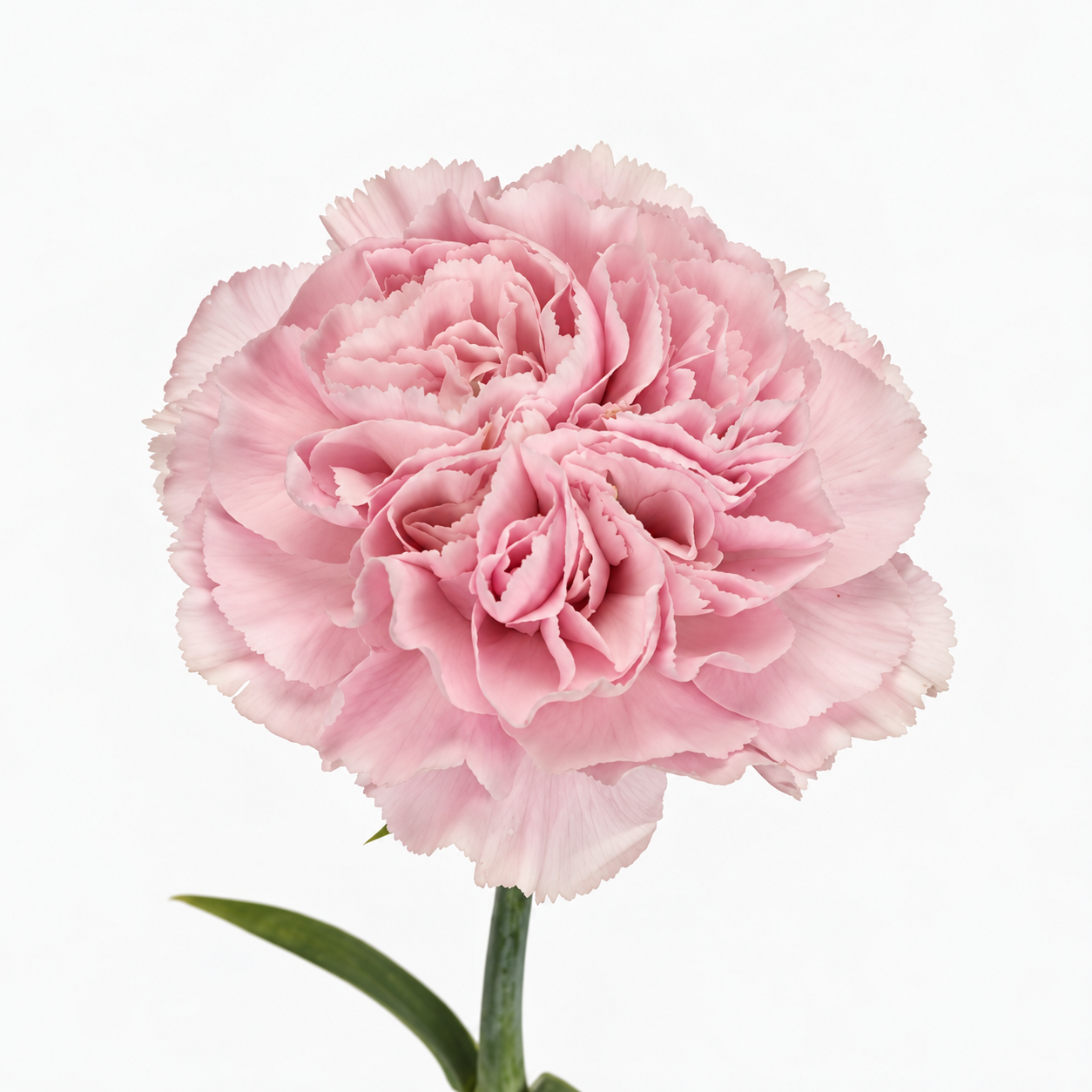 The Carnation Posy