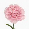 The Carnation Posy