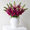 British Red Snapdragon Flowers