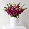 British Red Snapdragon Flowers