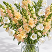 British Grown Soft Apricot Snapdragon & White Campanula Flower Box