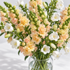 British Grown Soft Apricot Snapdragon & White Campanula Flower Box
