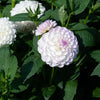 UK Grown Dahlia ‘Eveline’ – White & Lilac