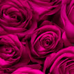 Hot Pink Roses