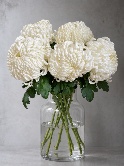 White Chrysanthemums