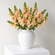 British Peach Snapdragon Flowers
