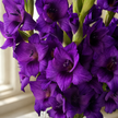 Purple Gladioli – British Grown | 75cm