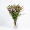 Pink Waxflower