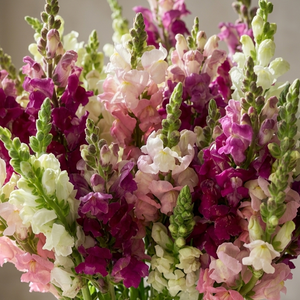 British Mixed Snapdragon Flowers