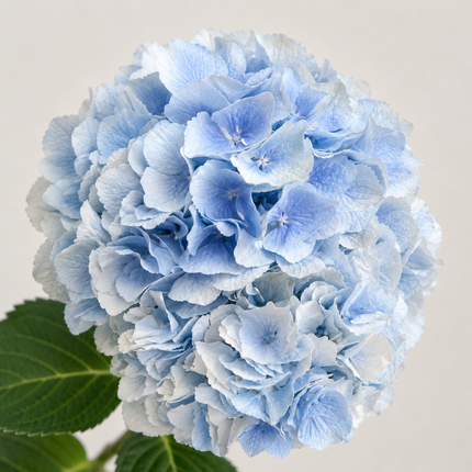 Blue Hydrangea 'Verena Blue'