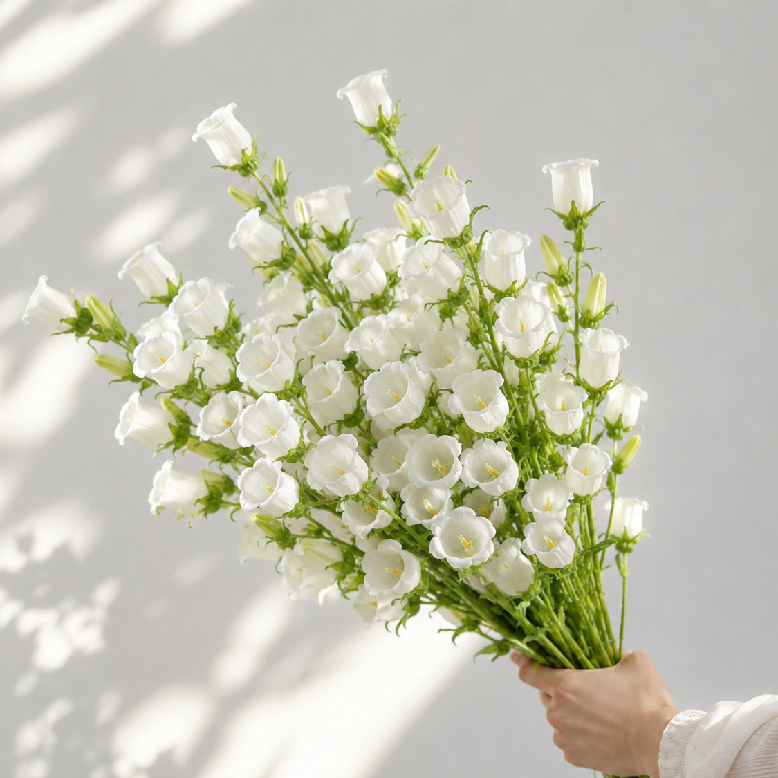 British white Campanula | Fresh Seasonal Bellflowers
