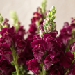 British Red Snapdragon Flowers
