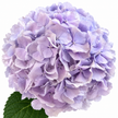 Lavender Mist Hydrangea  Flowers