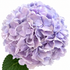 Lavender Mist Hydrangea  Flowers
