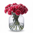 Carnation Cheerio