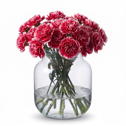 Carnation Cheerio