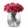 Carnation Cheerio