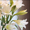 White Heaven Longiflorum Lilies | Premium Fresh White Lily Stems