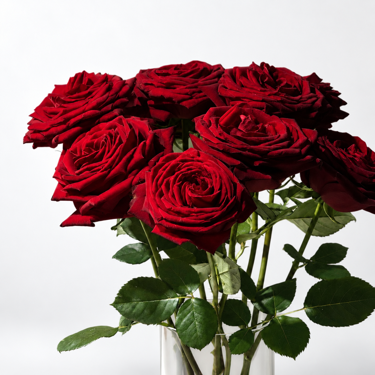 Premium Red Naomi Roses