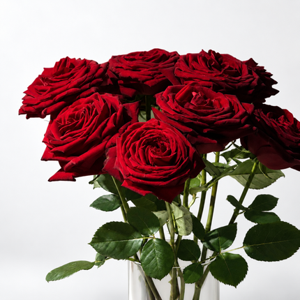 Premium Red Naomi Roses