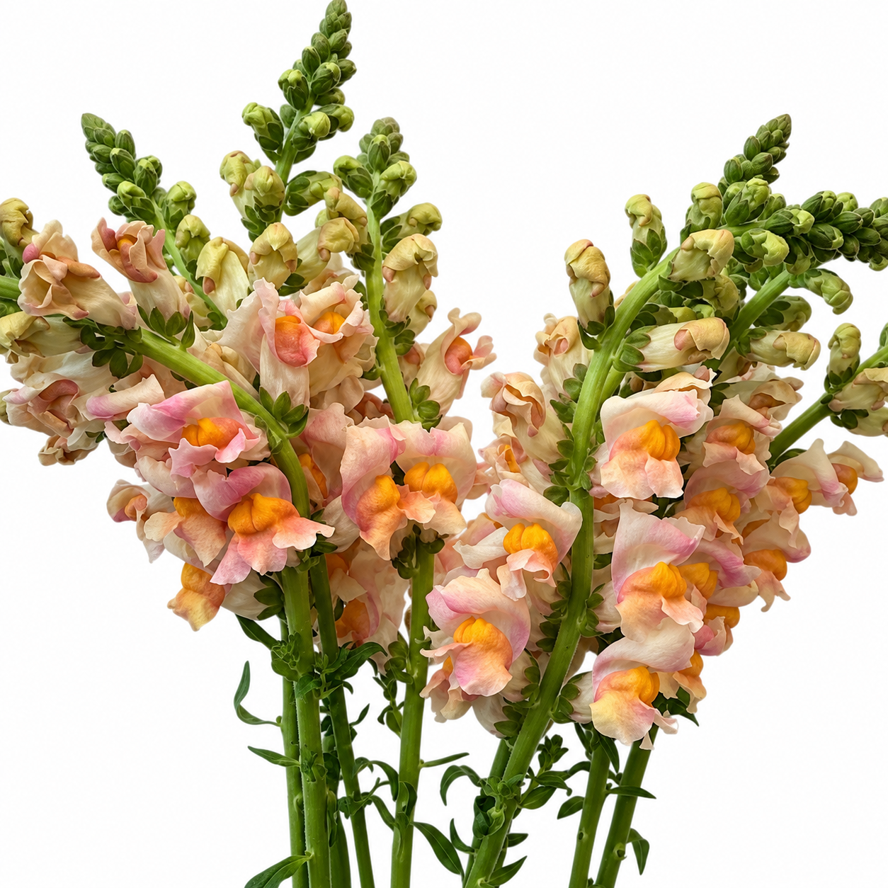 British Apricot Pink Snapdragon Flowers