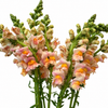 British Apricot Pink Snapdragon Flowers