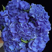 Blue Hydrangea 'Macro Pimpernel' | Fresh Hydrangea Stems