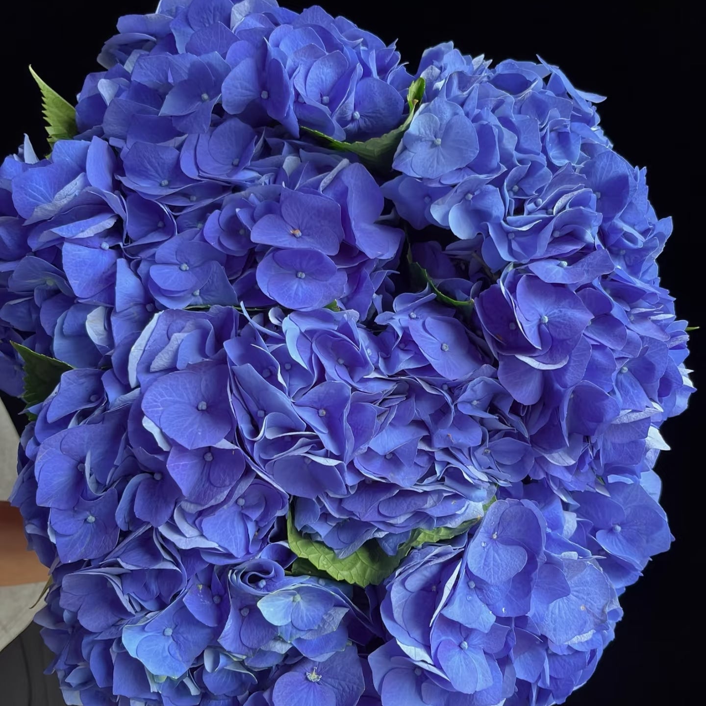 Blue Hydrangea 'Macro Pimpernel' | Fresh Hydrangea Stems