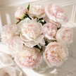 Premium British Pink Peonies
