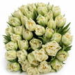 The Iceberg – White Double Tulips