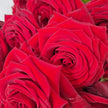 Premium Red Naomi Roses – The Market Edit