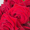 Premium Red Naomi Roses – The Market Edit