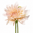 Café au Lait Dahlias