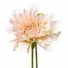 Café au Lait Dahlias